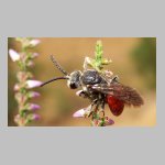 Sphecodes albilabris - Blutbiene 11 13mm.jpg